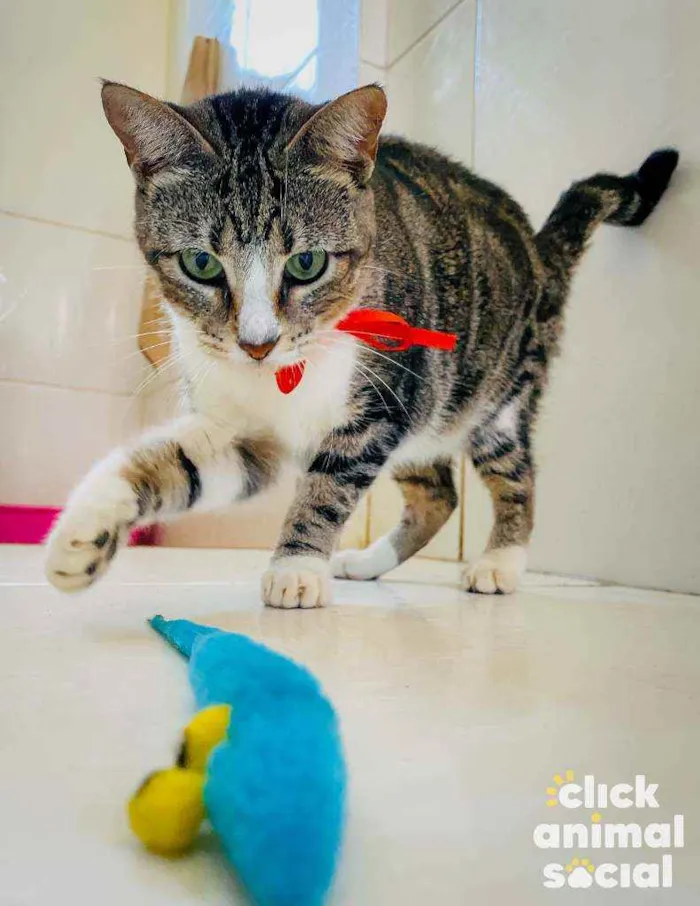Gato ra a SRD ( SEM RAÇÁ DEFINIDA) idade 7 a 11 meses nome MELISSA