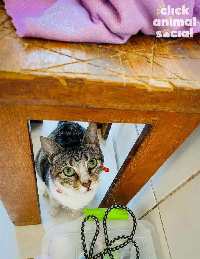 Gato ra a SRD ( SEM RAÇÁ DEFINIDA) idade 7 a 11 meses nome MELISSA
