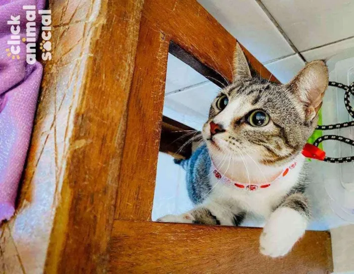 Gato ra a SRD ( SEM RAÇÁ DEFINIDA) idade 7 a 11 meses nome MELISSA