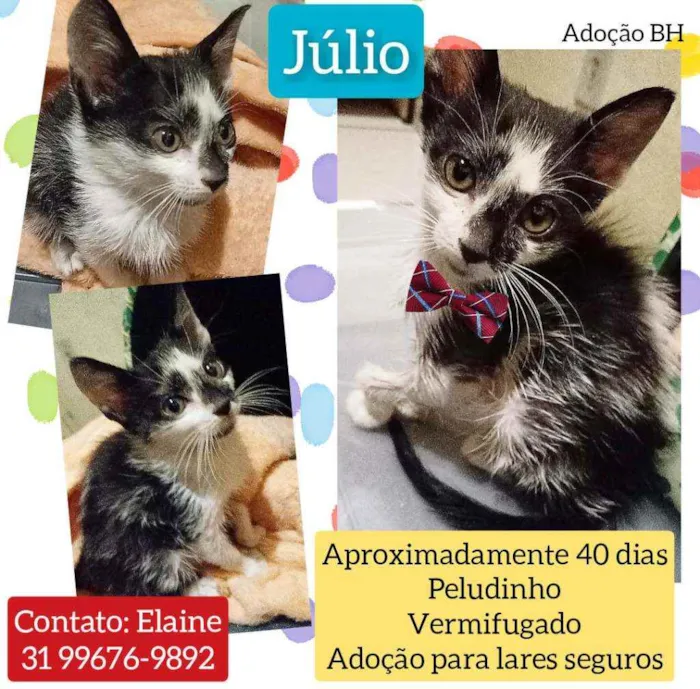 Gato raça Srd idade Abaixo de 2 meses nome Júlio 