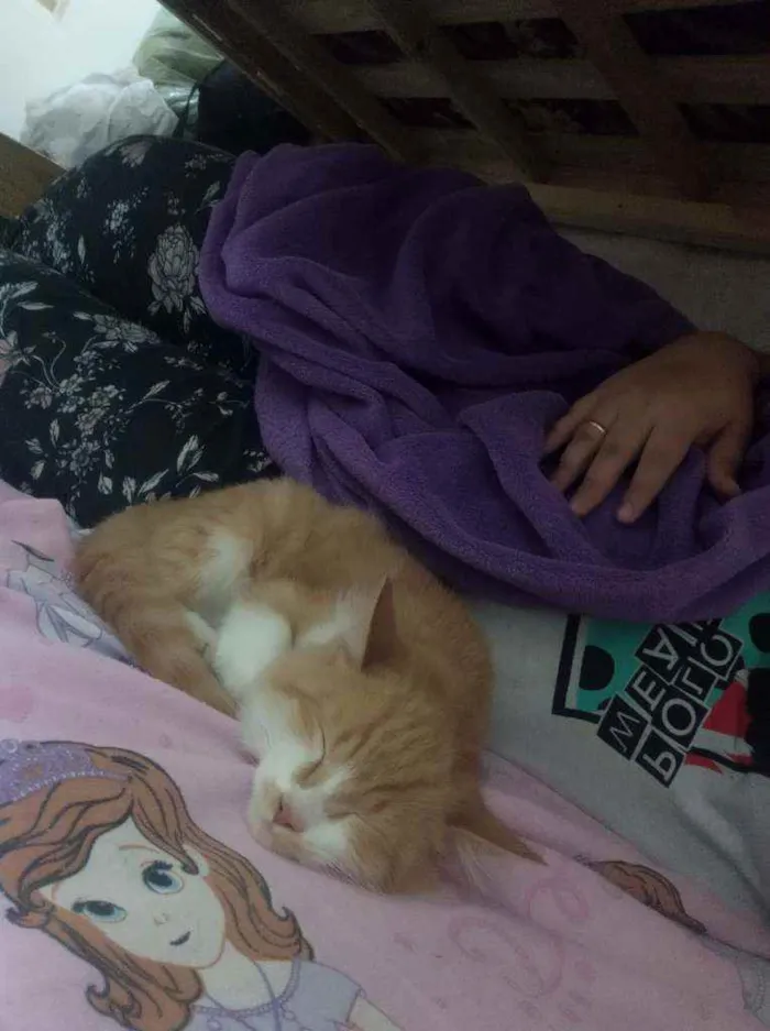 Gato ra a  idade 2 a 6 meses nome Lion