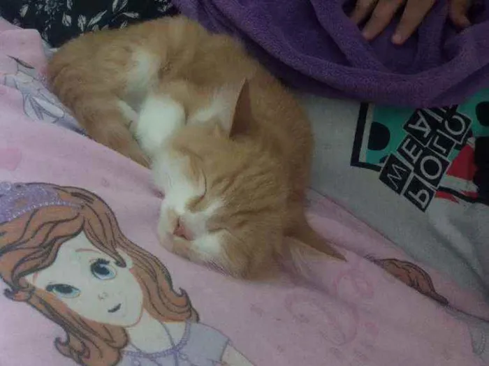 Gato ra a  idade 2 a 6 meses nome Lion