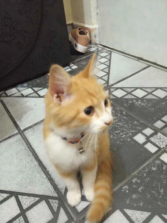 Gato ra a  idade 2 a 6 meses nome Lion