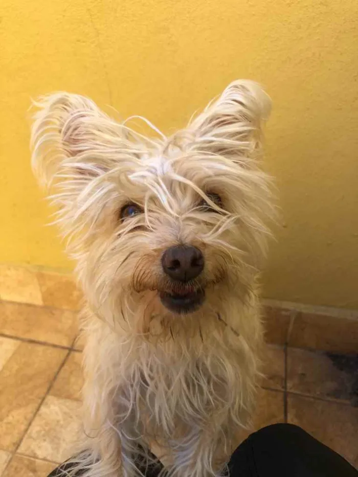 Cachorro raça Yorkshire  idade 2 anos nome Lola