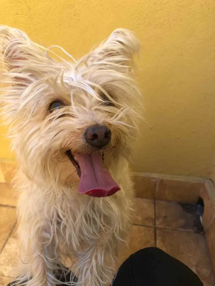 Cachorro raça Yorkshire  idade 2 anos nome Lola