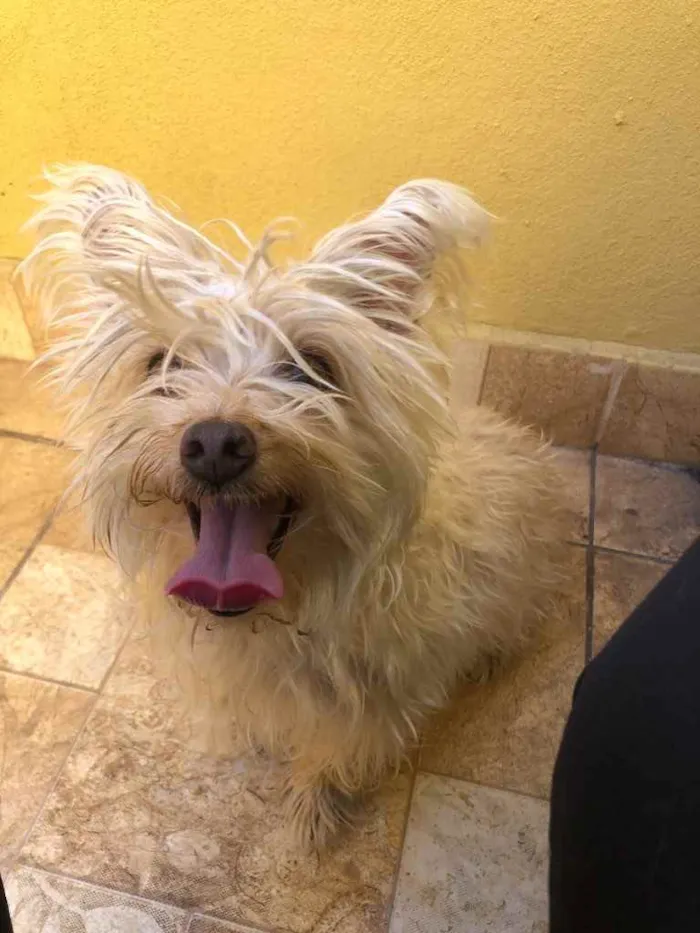Cachorro raça Yorkshire  idade 2 anos nome Lola