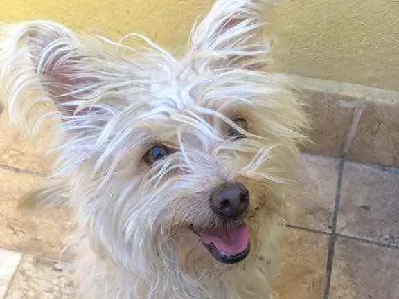 Cachorro raça Yorkshire  idade 2 anos nome Lola