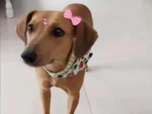 Cachorro raça Srd idade 1 ano nome Cavau