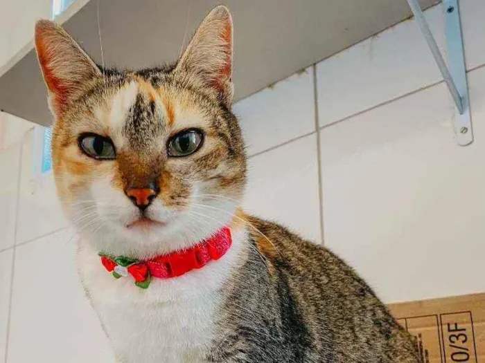 Gato ra a SRD ( SEM RACA DEFINIDA) idade 7 a 11 meses nome ZARA