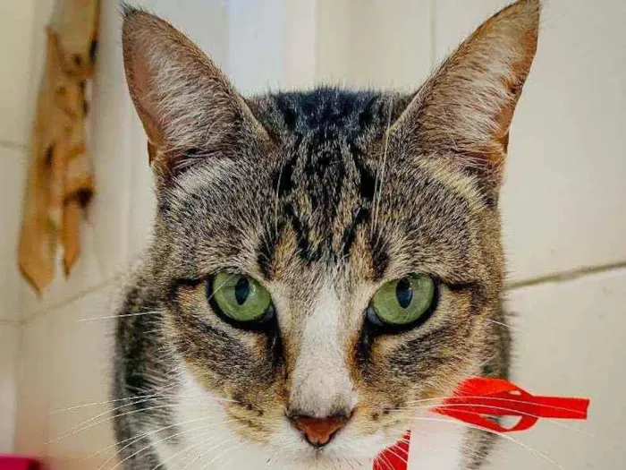 Gato ra a SRD ( SEM RAÇÁ DEFINIDA) idade 7 a 11 meses nome MELISSA
