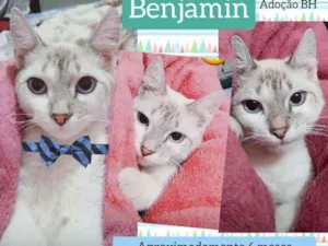 Gato raça Srd idade 2 a 6 meses nome Benjamin