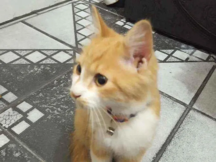 Gato ra a  idade 2 a 6 meses nome Lion