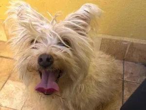 Cachorro raça Yorkshire  idade 2 anos nome Lola