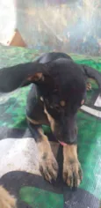 BOLACHA