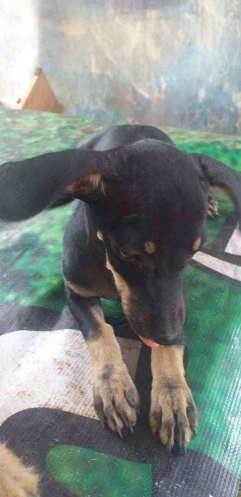 Cachorro ra a mistura de pinscher e Cofap  idade 2 a 6 meses nome BOLACHA
