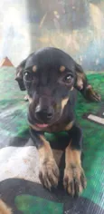 BOLACHA