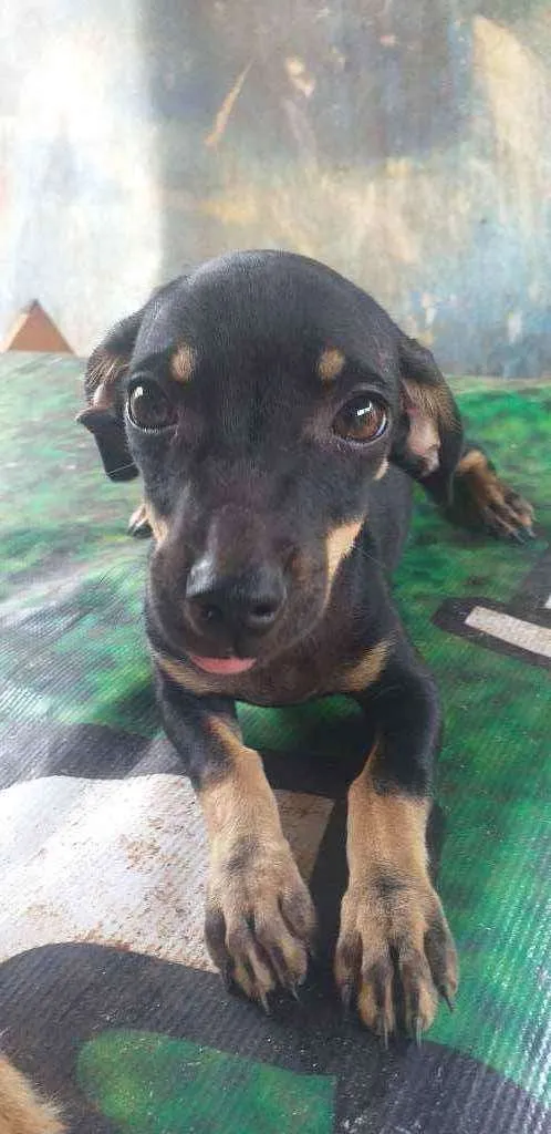 Cachorro ra a mistura de pinscher e Cofap  idade 2 a 6 meses nome BOLACHA