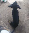 BOLACHA