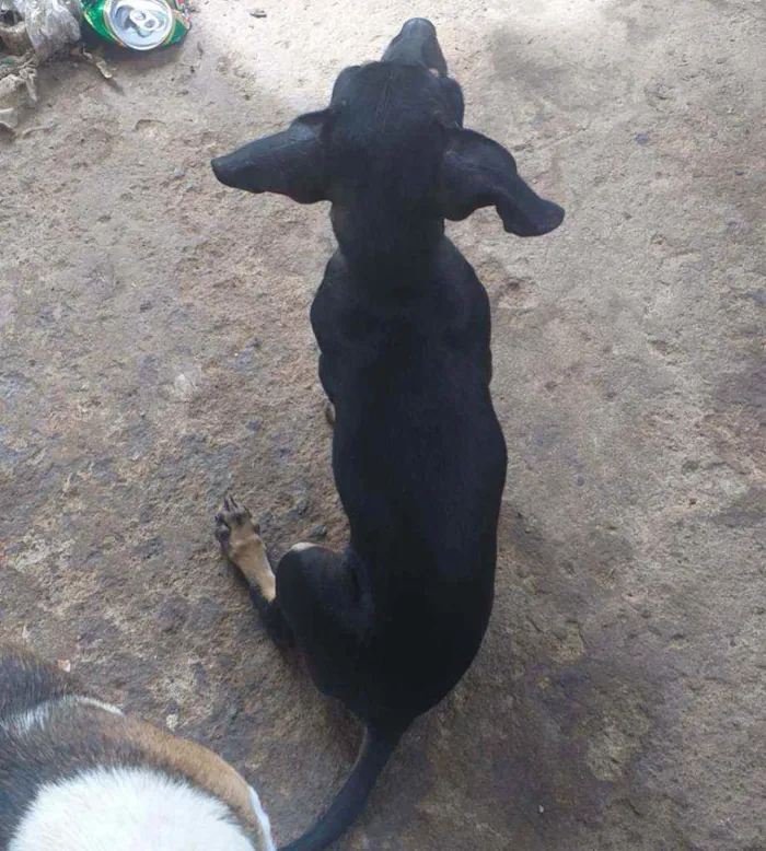Cachorro ra a mistura de pinscher e Cofap  idade 2 a 6 meses nome BOLACHA