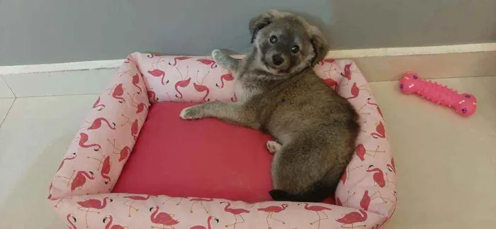 Cachorro ra a Sem raça definida idade 2 a 6 meses nome Amora