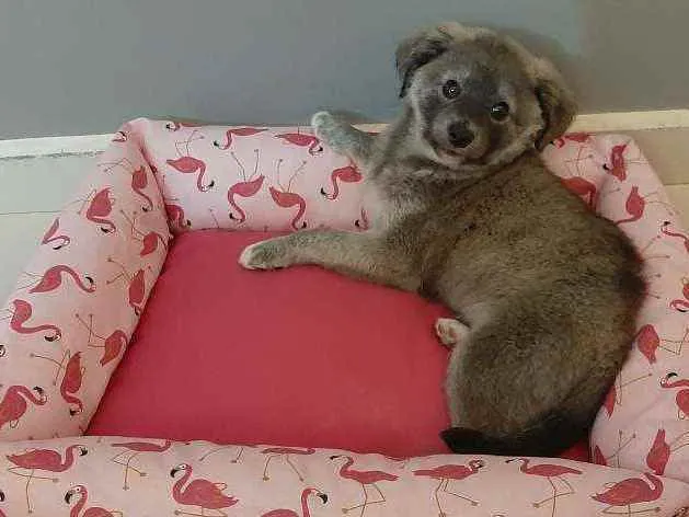Cachorro ra a Sem raça definida idade 2 a 6 meses nome Amora