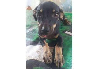 Cachorro raça mistura de pinscher e Cofap  idade 2 a 6 meses nome BOLACHA