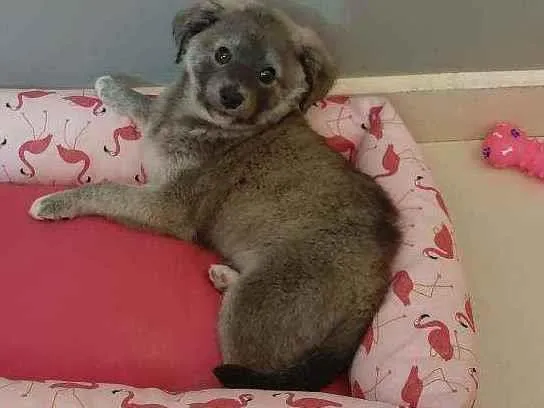 Cachorro ra a Sem raça definida idade 2 a 6 meses nome Amora