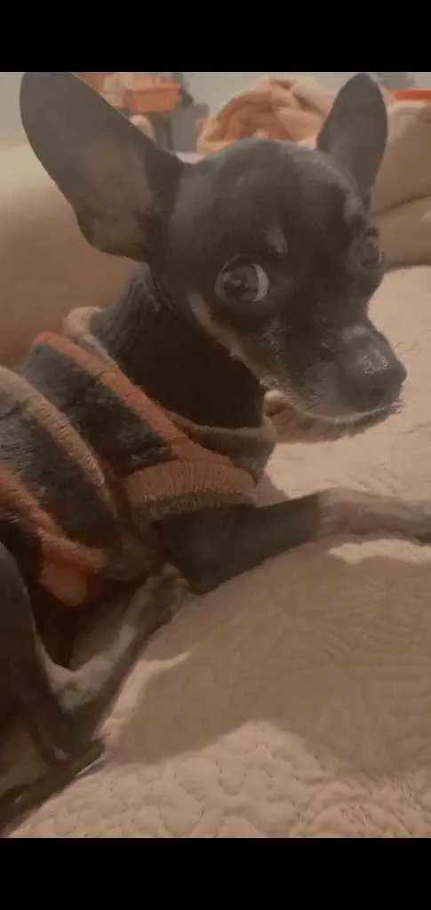 Cachorro ra a Pinscher  idade 6 ou mais anos nome Pingo