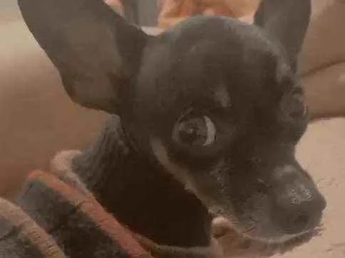 Cachorro ra a Pinscher  idade 6 ou mais anos nome Pingo