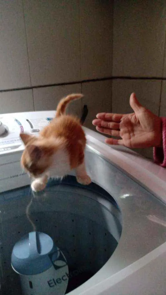 Gato ra a Sem raça definida idade Abaixo de 2 meses nome Sem nome