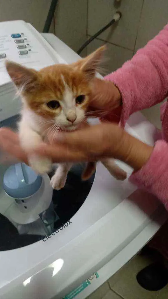 Gato ra a Sem raça definida idade Abaixo de 2 meses nome Sem nome