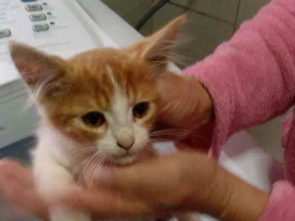 Gato ra a Sem raça definida idade Abaixo de 2 meses nome Sem nome