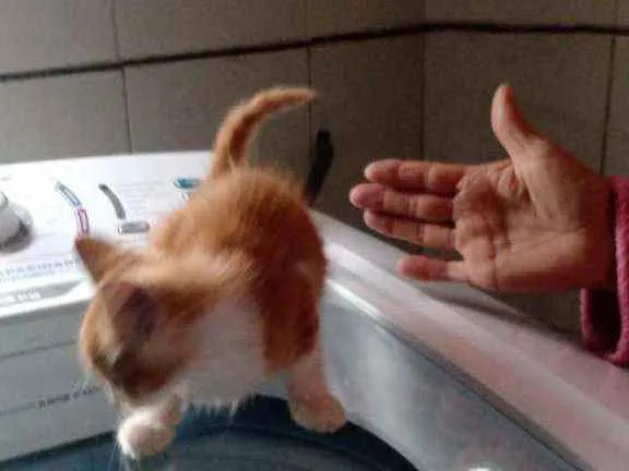Gato ra a Sem raça definida idade Abaixo de 2 meses nome Sem nome