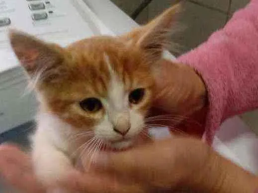 Gato ra a Sem raça definida idade Abaixo de 2 meses nome Sem nome