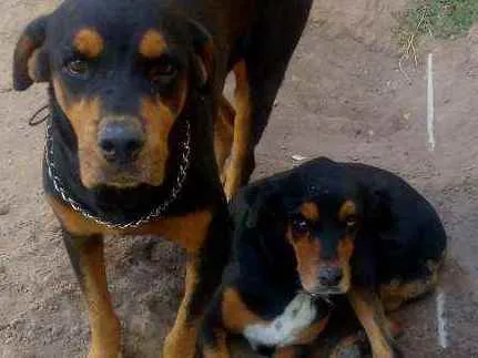 Cachorro raça Rottweiler idade 3 anos nome Nani