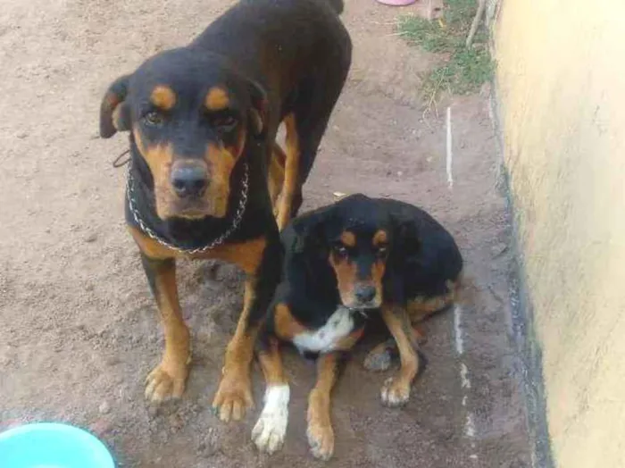 Cachorro raça Rottweiler idade 3 anos nome Nani