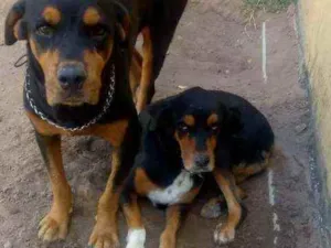 Cachorro raça Rottweiler idade 3 anos nome Nani