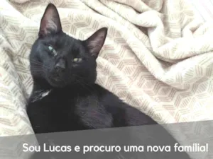 Gato raça  idade 2 anos nome Lucas