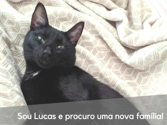 Gato ra a  idade 2 anos nome Lucas