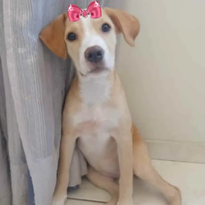 Cachorro ra a Mestiça  idade 2 a 6 meses nome Lady 