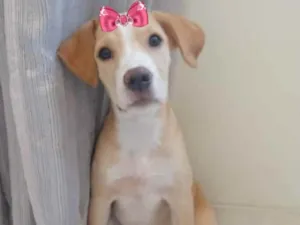 Cachorro raça Mestiça  idade 2 a 6 meses nome Lady 