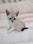 Gato raça Srd idade Abaixo de 2 meses nome Tuti bb lindo 