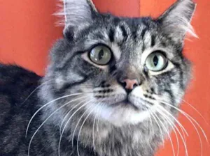 Gato raça Srd idade 1 ano nome Haruki peludinho 