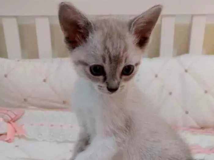 Gato raça Srd idade Abaixo de 2 meses nome Mimi bb linda 