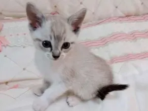 Gato raça Srd idade Abaixo de 2 meses nome Tuti bb lindo 