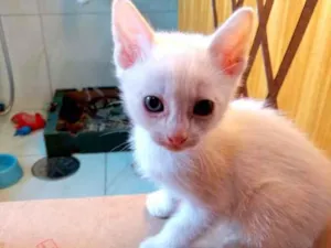 Gato raça Srd idade Abaixo de 2 meses nome Pompom bb lindo 