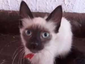 Gato raça Siames  idade 2 a 6 meses nome Dudu 