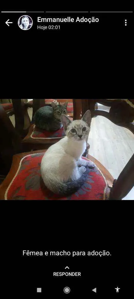 Gato ra a srd idade Abaixo de 2 meses nome neve e dendê