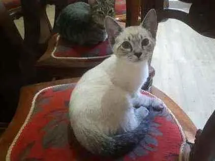 Gato ra a srd idade Abaixo de 2 meses nome neve e dendê