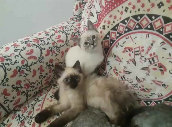 Gato ra a srd idade Abaixo de 2 meses nome neve e siames